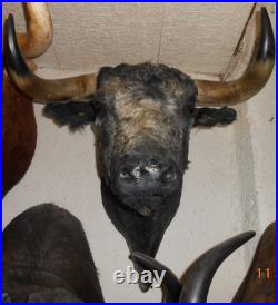 Trophée tete de toros taureau naturalisée taxidermie vente légale non proteg