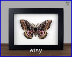 True Moth Gynanisa maja Frame Moth Showcase Nature Taxidermy Photography Butterfly Curiosity Gift