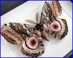 True Moth Gynanisa maja Frame Moth Showcase Nature Taxidermy Photography Butterfly Curiosity Gift