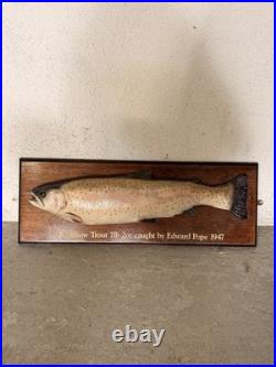 Truite Taxidermie Vintage 1947