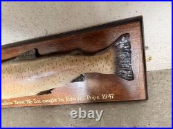Truite Taxidermie Vintage 1947