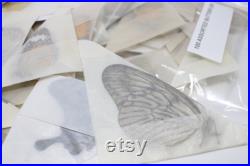 Un paquet de 500 papillons d origine éthique Assortiment de papillons non montés, lépidoptères, entomologie Spécimens d élevage EN GROS