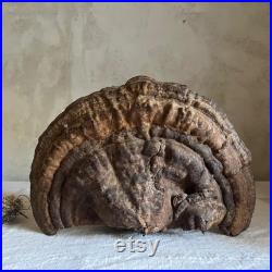 Unique Fossilized dried mushroom tree cabinet of curiosities fall decor France