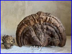 Unique Fossilized dried mushroom tree cabinet of curiosities fall decor France