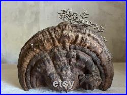 Unique Fossilized dried mushroom tree cabinet of curiosities fall decor France