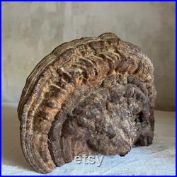 Unique Fossilized dried mushroom tree cabinet of curiosities fall decor France