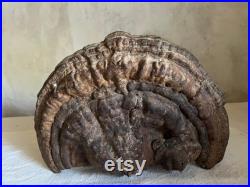 Unique Fossilized dried mushroom tree cabinet of curiosities fall decor France