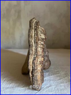 Unique Fossilized dried mushroom tree cabinet of curiosities fall decor France