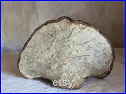 Unique Fossilized dried mushroom tree cabinet of curiosities fall decor France