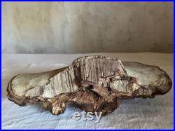 Unique Fossilized dried mushroom tree cabinet of curiosities fall decor France