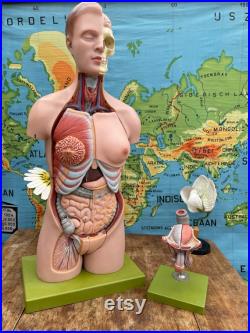 VINTAGE SOMSO TORSO MODEL 19 parties Modèle éducatif Modèle anatomie organes génitaux masculins et féminins interchangeables.