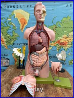 VINTAGE SOMSO TORSO MODEL 19 parties Modèle éducatif Modèle anatomie organes génitaux masculins et féminins interchangeables.