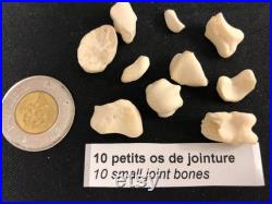 Various Small Bones (5) Assortiment de 5 Petits Ossements