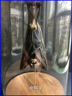 Véritable Chauve souris XL Cynopterus Brachyoptis de Java naturalisée sous cloche en verre et socle en bois-Cabinet de Curiosités