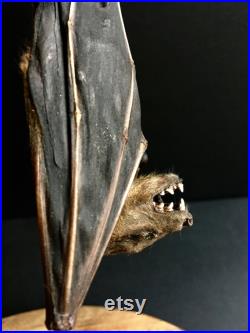Véritable Chauve souris XL Cynopterus Brachyoptis de Java naturalisée sous cloche en verre et socle en bois-Cabinet de Curiosités
