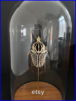 Véritable Coléoptère Géant Goliathus Orientalis d'Afrique ca 90mm naturalisé sous cloche en verre et socle en bois-Cabinet Curiosité