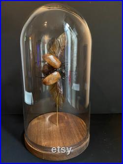 Véritable Coléoptère volant Eupatorus Gracilicornis d'Asie naturalisé sous cloche en verre et socle en bois-Cabinet Curiosite- Entomologie