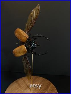 Véritable Coléoptère volant Eupatorus Gracilicornis d'Asie naturalisé sous cloche en verre et socle en bois-Cabinet Curiosite- Entomologie
