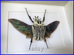 Véritable Coléoptère volant Géant Goliathus Orientalis d'Afrique ca 80mm naturalisé sous cadre caisson bois laqué blanc-cabinet Curiosités