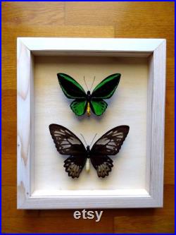 Véritable Ornithoptera Priamus Aruana paire encadré taxidermie décoration de la maison objets de collection RARE forme masculine