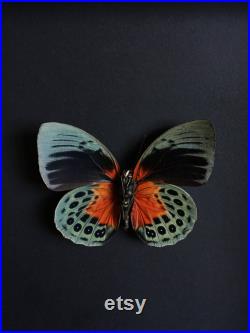 Véritable Papillon Exotique Agrias Beatifica Lachaumei du Pérou naturalisé sous splendide caisson luxe en bois noir Entomologie