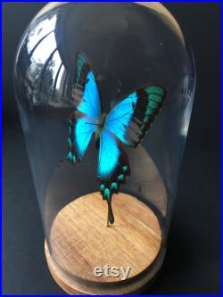 Véritable Papillon Exotique Lorquinianus Albertisi de L'île Bachan sous globe Contemporain-Curiosités-Cloche-Naturalisé-Entomologie