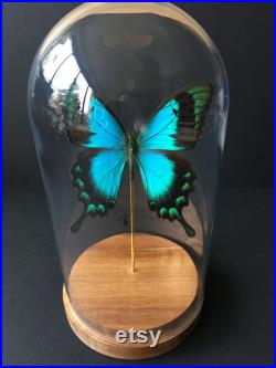 Véritable Papillon Exotique Lorquinianus Albertisi de L'île Bachan sous globe Contemporain-Curiosités-Cloche-Naturalisé-Entomologie
