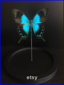 Véritable Papillon Exotique Lorquinianus Gelia de L'île Bachan sous globe Contemporain-Cabinet Curiosités-Cloche verre Naturalisé