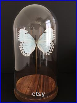 Véritable Papillon Exotique Morpho Catenarius du Brésil sous globe Contemporain-Cabinet Curiosités-Cloche verre Naturalisé- Entomologie