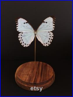 Véritable Papillon Exotique Morpho Catenarius du Brésil sous globe Contemporain-Cabinet Curiosités-Cloche verre Naturalisé- Entomologie