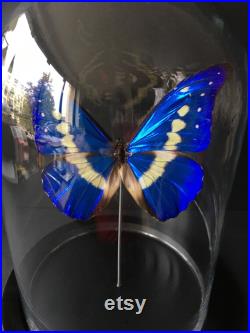 Véritable Papillon Exotique Morpho Collector Rhetenor Helena du Pérou sous globe Contemporain-Cabinet Curiosités-Cloche verre Naturalisé