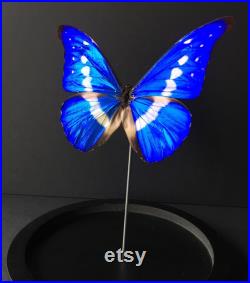 Véritable Papillon Exotique Morpho Collector Rhetenor Helena du Pérou sous globe Contemporain-Cabinet Curiosités-Cloche verre Naturalisé