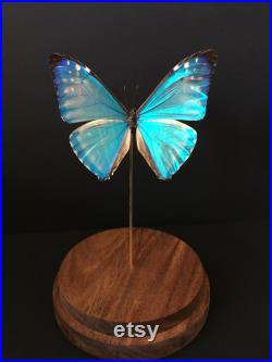 Véritable Papillon Exotique Morpho Zephyritis du Pérou sous globe Contemporain-Curiosités-Cloche-Naturalisé-Entomologie