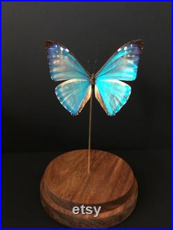 Véritable Papillon Exotique Morpho Zephyritis du Pérou sous globe Contemporain-Curiosités-Cloche-Naturalisé-Entomologie