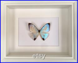 Véritable Papillon Exotique Sulkowskyi perlé opalescent du Pérou sous cadre caisson en bois laqué blanc-cabinet Curiosités