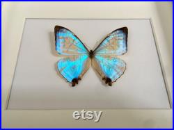 Véritable Papillon Exotique Sulkowskyi perlé opalescent du Pérou sous cadre caisson en bois laqué blanc-cabinet Curiosités