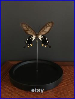 Véritable Papillon Losaria Coon de Java naturalisé sous cloche en verre et socle en bois-Cabinet Curiosité- Entomologie
