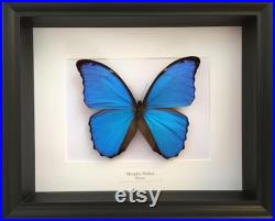 Véritable Papillon Morpho Didius naturalisé sous splendide caisson luxe en bois
