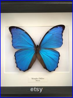 Véritable Papillon Morpho Didius naturalisé sous splendide caisson luxe en bois