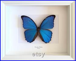 Véritable Papillon Morpho Didius naturalisé sous splendide caisson luxe en bois blanc -Le Morpho Géant Bleu-Entomologie