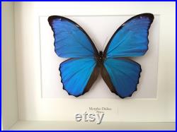 Véritable Papillon Morpho Didius naturalisé sous splendide caisson luxe en bois blanc -Le Morpho Géant Bleu-Entomologie