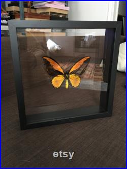 Véritable Papillon Ornithoptera Croesus Lydius naturalisé sous splendide cadre 3D