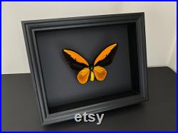 Véritable Papillon Ornithoptera Croesus Lydius naturalisé sous splendide caisson luxe en bois noir fond noir-Entomologie- Cabinet curiosites