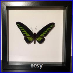 Véritable Papillon Troides Brookiana naturalisé sous cadre en bois laqué noir- Décoration Anniversaire Cadeau St Valentin Taxidermie