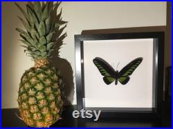 Véritable Papillon Troides Brookiana naturalisé sous cadre en bois laqué noir- Décoration Anniversaire Cadeau St Valentin Taxidermie