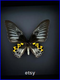 Véritable Papillon Troides Hypolitus Hypolitus naturalisé sous cadre en bois laqué noir-Décoration Anniversaire Cadeau St Valentin -