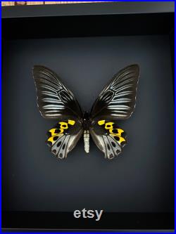 Véritable Papillon Troides Hypolitus Hypolitus naturalisé sous cadre en bois laqué noir-Décoration Anniversaire Cadeau St Valentin -
