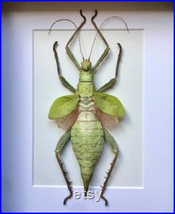 Véritable Phasme Géant de Malaisie Heteropteryx Dilatata naturalisé sous caisson luxe en bois noir -Entomologie- Cabinet Curiosité