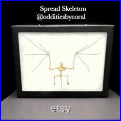 Véritable Tylonycteris Momifié Pachypus Chauve-souris dans une boîte d ombre en verre boîte d affichage cadre histoire naturelle bug chauve-souris insecte pendu chauve-souris FABRIQUÉ SUR COMMANDE