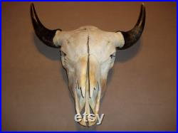Véritable animal Buffalo bison crâne taxidermie tête squelette os corne pièce mont homme cave affichage